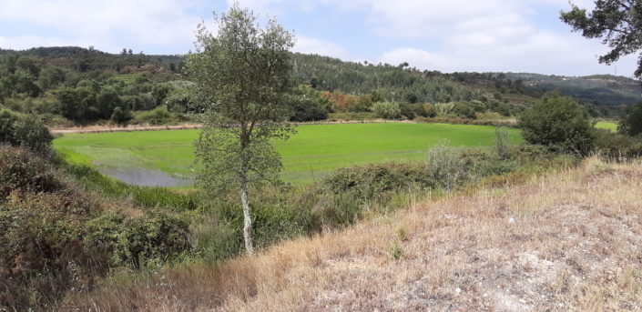 Rizière près de la vallée du Tage