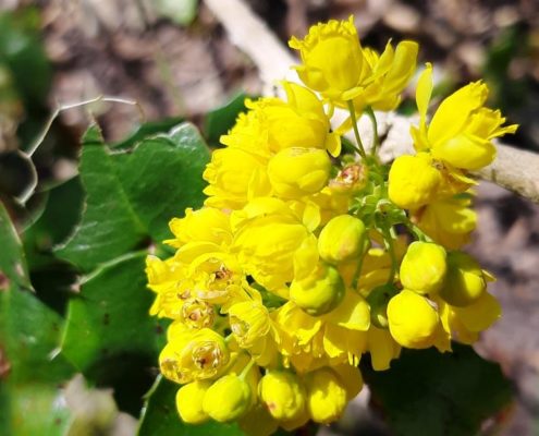 Mahonia